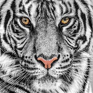 GlasArt 80x80cm G.36